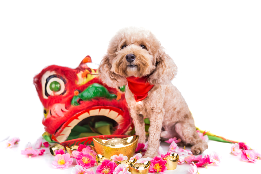 year of the dog for your office